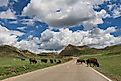 American bison crossing the Scenic Drive in the Theodore Roosevelt National Park, North Dakota.