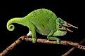 An Usambara three-horned chameleon, native only to Tanzania.