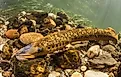 Lamprey.