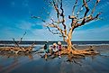 Driftwood Beach on Jekyll Island, Georgia.