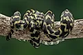 The Jungle Carpet Python (Morelia spilota cheynei) coiled in a tree. Image Credits: Lauren Suryanata via Shutterstock