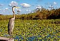 A heron next to the water lilies at Everglades National Park.