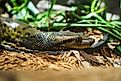 A closeup shot of a green anaconda snake.