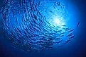 School barracuda fish in the ocean