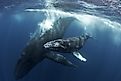 Humpback whale with the mother