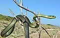 The Boomslang snake is curled up against a tree branch