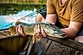 Happy fisherman holding pike fish in his hand at sunset