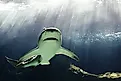 Huge bull shark swimming.