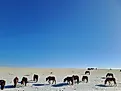 Wild horse grazing at Mongolian steppe Gobi desert on winter time with frozen grass