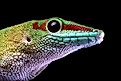 Masagascariensis gecko closeup (Credit: Kurit afshen via Shutterstock)