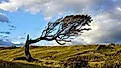 Tree deformed by wind nearby Punta Arenas, Patagonia, Argentina. 