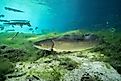 Bowfin at the bottom of mossy spring