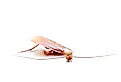 Side view of a headless cockroach with its decapitated head beside it.