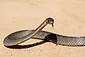 An eastern brown snake in striking pose.