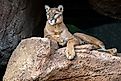 Native to the Americas, mountain lions have the largest geographic range of any land mammal in the Western Hemisphere