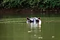 Curious hippo in the Gambia River near Niokolo-Koba National Park in Senegal, West Africa