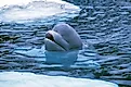 Beluga Whale