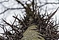 Honey Locust Tree Looking Up through thorns on trunk. 
