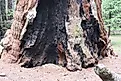 Sequoia trunk fire damage. 