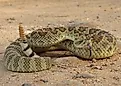 Mojave Rattlesnake (Crotalus scutulatus). 