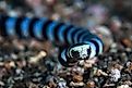 Banded sea kraits (Laticauda colubrina)