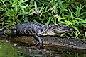An alligator 