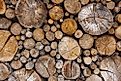 Forestry remains an important part of the Finnish economy today. 