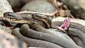 Northern water snakes