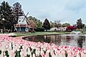 Tulip garden in Pella, Iowa.