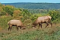 Bull Elk Sparring - Photograph taken during the rut in Elk County, Elk State Forest, Benezette, Pennsylvania (Credit: Paul Staniszewski / Shutterstock)
