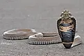 A Mozambique spitting cobra (Naja mossambica)