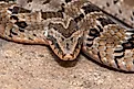 A rhombic night adder (Causus rhombeatus)
