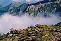 Rising mist from the summit of Mount Townsend, Buckhorn Wilderness, Olympic National Park, Washington