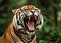 Powerful Sumatran Tiger Roaring Aggressively. 