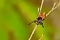 Deer Tick Questing - Ixodes scapularis