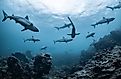 Schooling grey reef sharks, Ningaloo reef, Western Australia