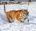 A gorgeous Siberian tiger in winter snow. Image credit: Holly S Cannon/Shutterstock.com