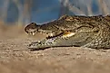 Mugger crocodile (Crocodylus palustris)