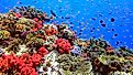 Coral Reef in Fiji. 