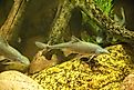 Freshwater Silver Carp Fish swimming