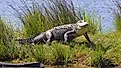 An alligator strolling through grass near water.