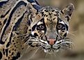 The clouded leopard (Neofelis nebulosa) Credit: Michael Fitzsimmons via Shutterstock