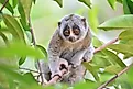A slow loris on a tree branch.