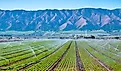 A field irrigation sprinkler system waters rows of lettuce crops on farmland in the Salinas Valley of central California, in Monterey County. 