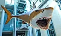Giant megalodon shark from prehistoric times is on display at the Smithsonian Institution's National Museum of Natural History in Washington, DC. Editorial credit: Kosoff / Shutterstock.com