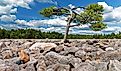 The Boulder Field is a geological feature at Hickory Run State Park, Carbon County, Pennsylvania, USA.