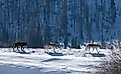 Three Druid wolves trot snowy Lamar Valley Yellowstone National Park