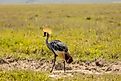 Whooping Crane standing in shallow wetland water with long legs