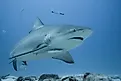 Bull shark swimming on the ocean floor