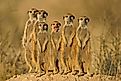 A mod of meerkats in the Kalahari Desert.